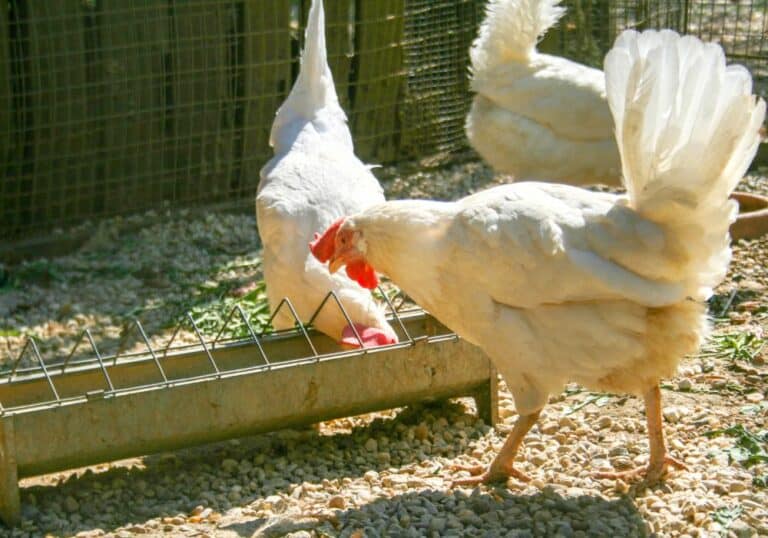 Is It Okay for chickens to Eat Mealworms? (Nutritional Benefits)