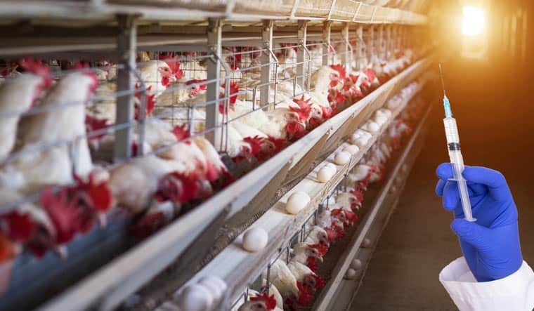 Isn’t the use of antibiotics in chicken factory farms regulated?