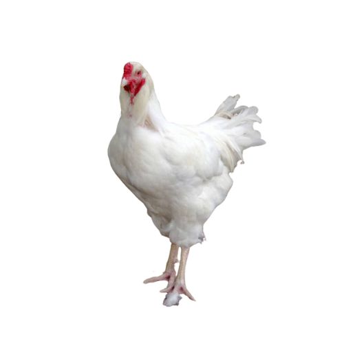Ixworth-chicken-breeds Chicken Breeds