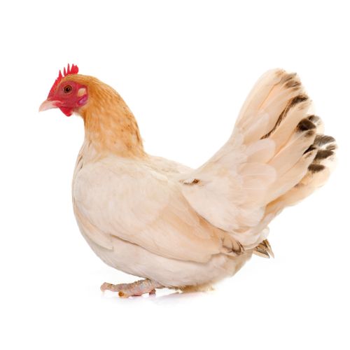 Japanese-Bantam-chicken-breeds Chicken Breeds