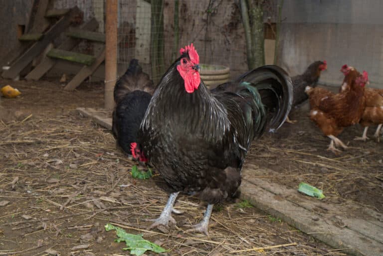 Jersey Giant Chicken: Everything You Need to Know