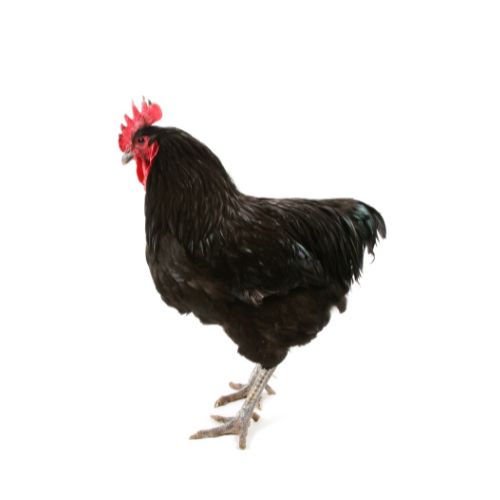 Jersey-Giant-chicken-breeds Chicken Breeds