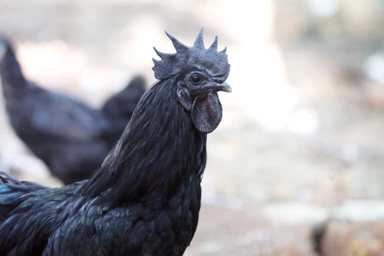 Kadaknath Chicken: Everything You Need To Know