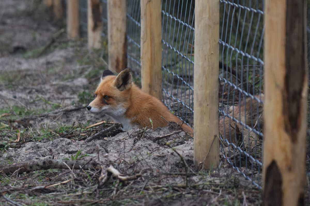 Keeping foxes off your property
