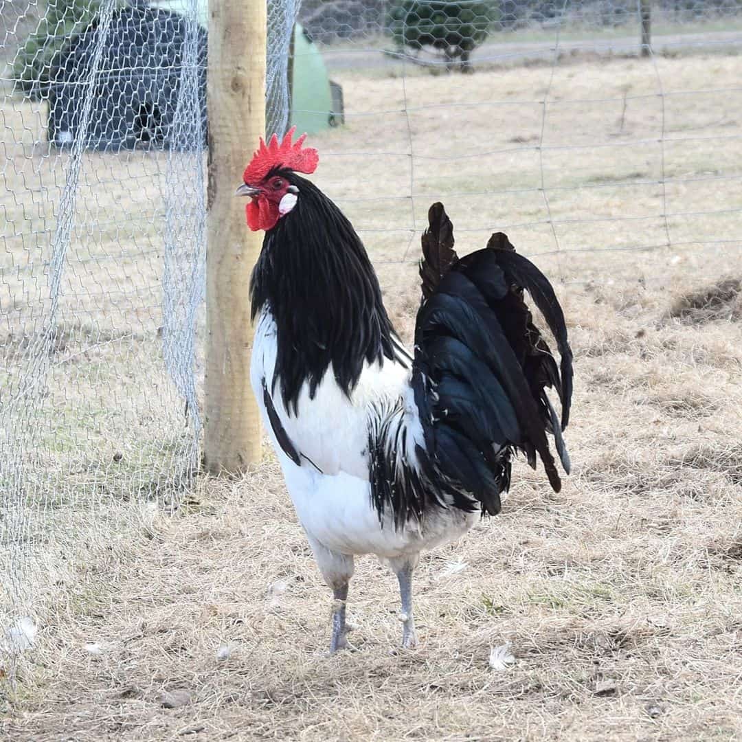 Lakenvelder Chicken Appearance 