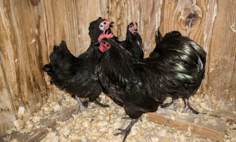 Langshan Chickens: Everything You Need to Know