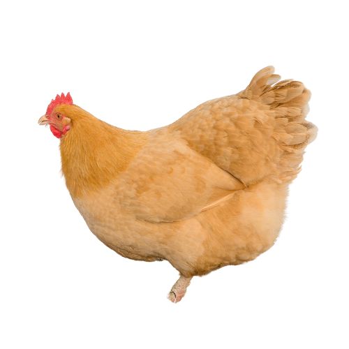 Lincolnshire-Buff Chicken Breeds