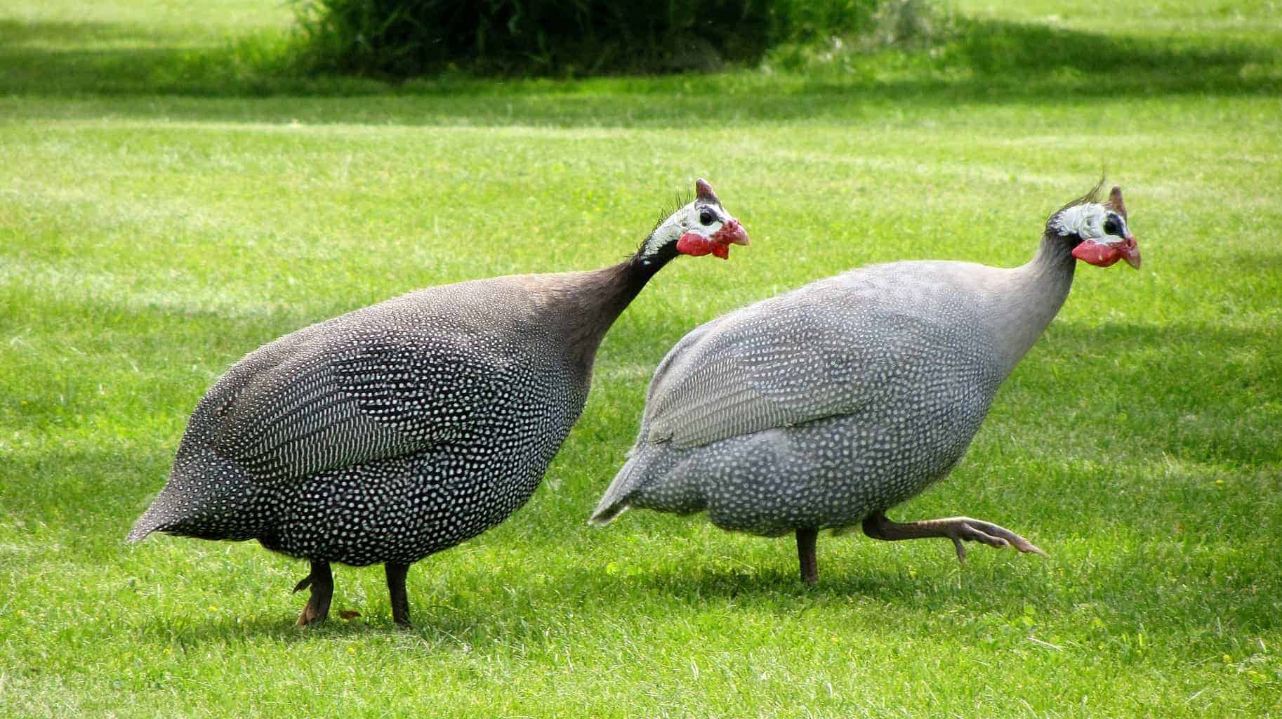 Making Your Guinea Fowls Comfortable