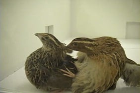 Mating Habits in Japanese Quails