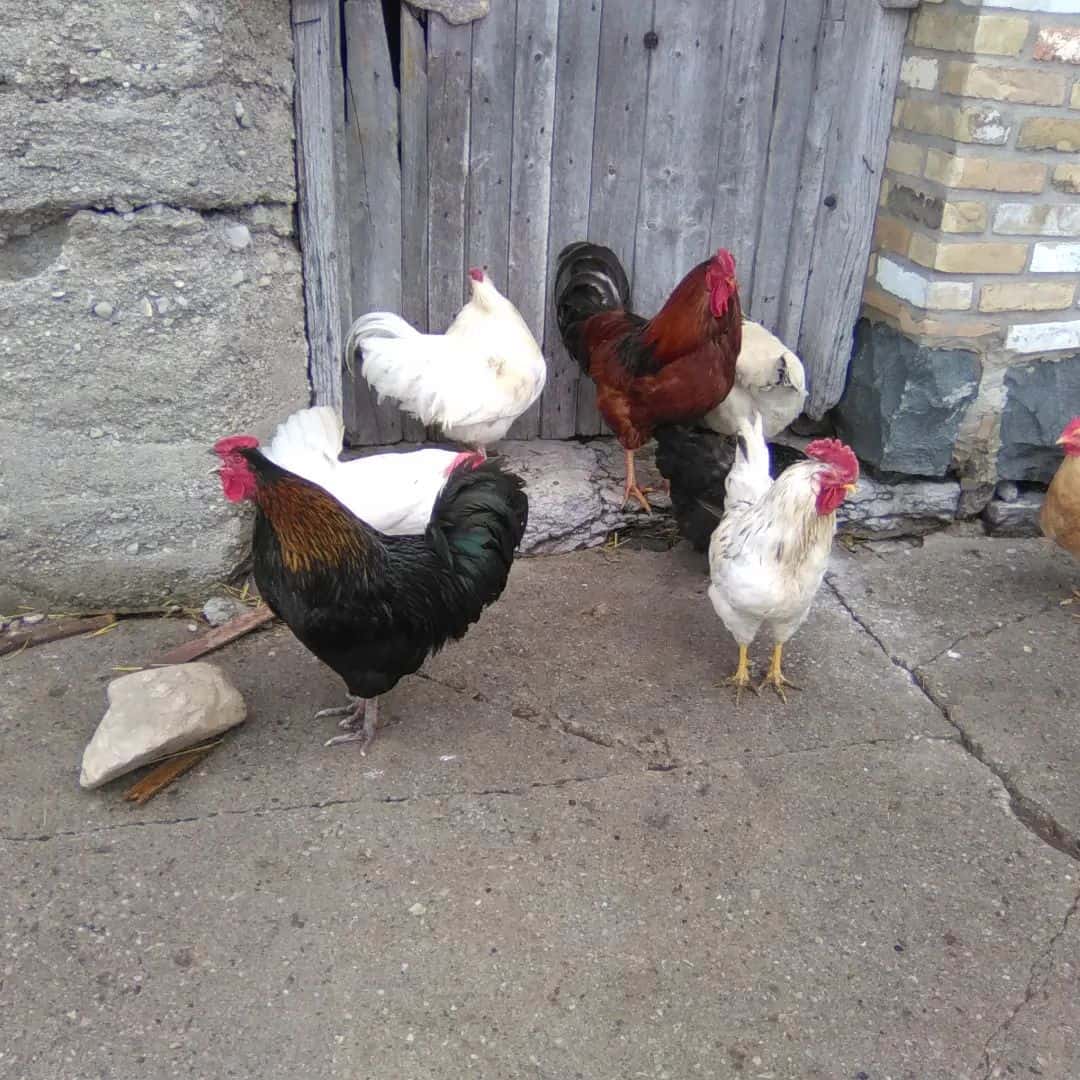 Mating is Rough on the Hens