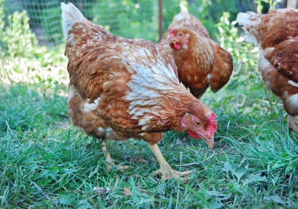 Methods to Keep Chickens Out of Gardens That Cost More Money