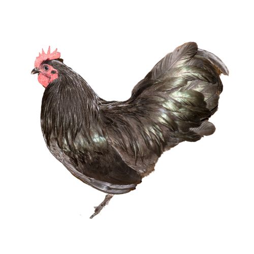 Modern-Langshan Chicken Breeds