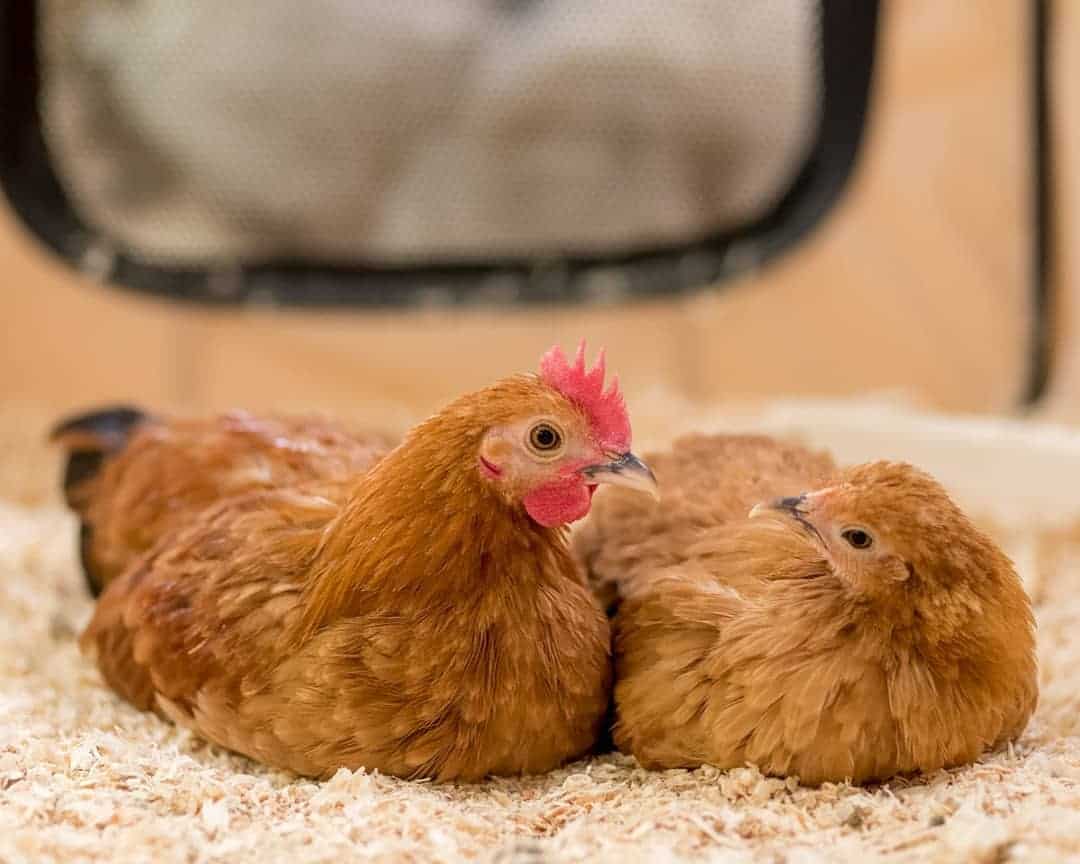 Nankin Bantam egg-laying, health, and other details