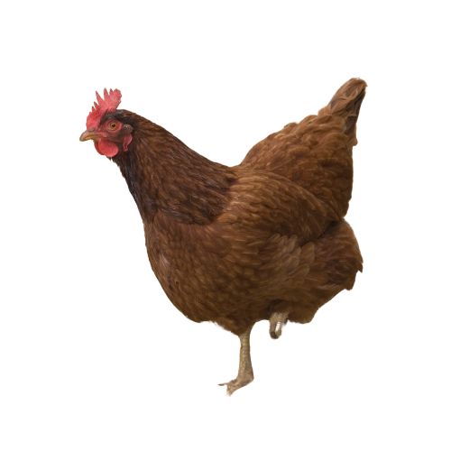 New-Hampshire-Red Chicken Breeds