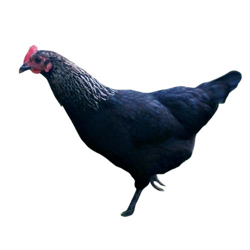 Norfolk-Grey Chicken Breeds