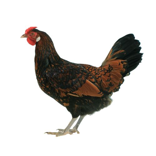 Old-English-Pheasant-Fowl Chicken Breeds