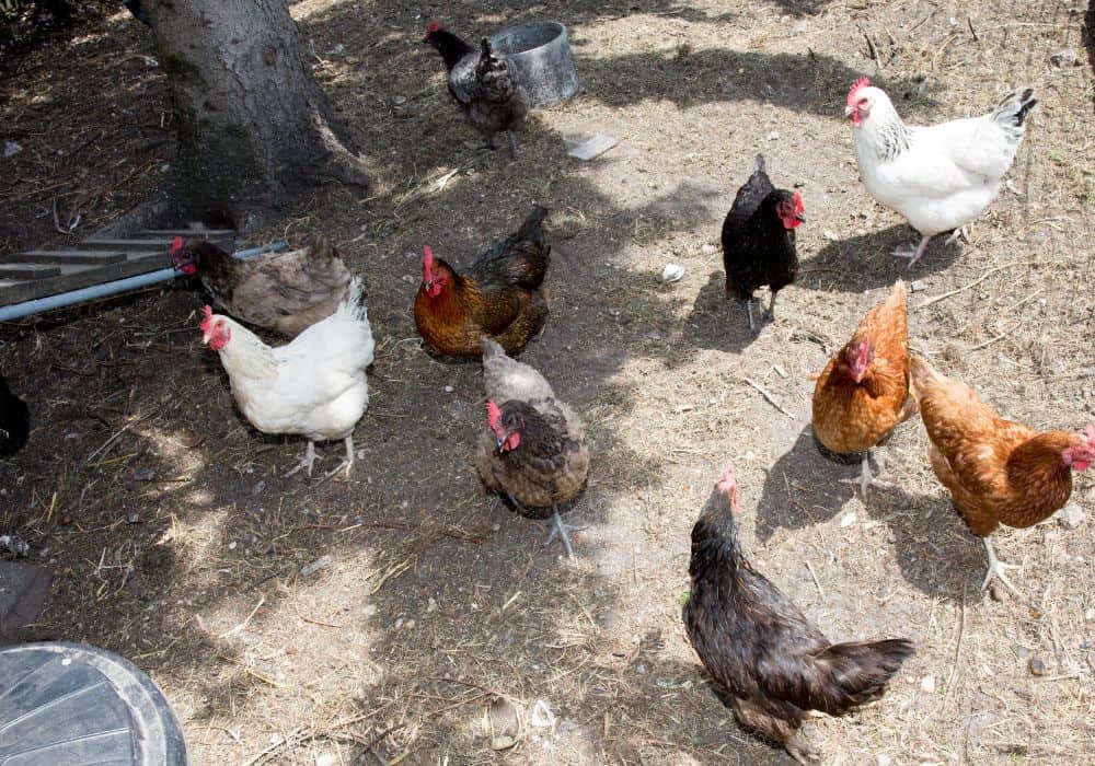 Only Feed Asparagus to Chickens in Moderation