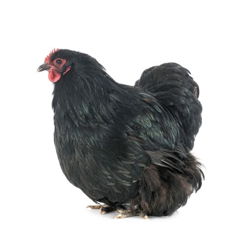 Orpington-2 Chicken Breeds