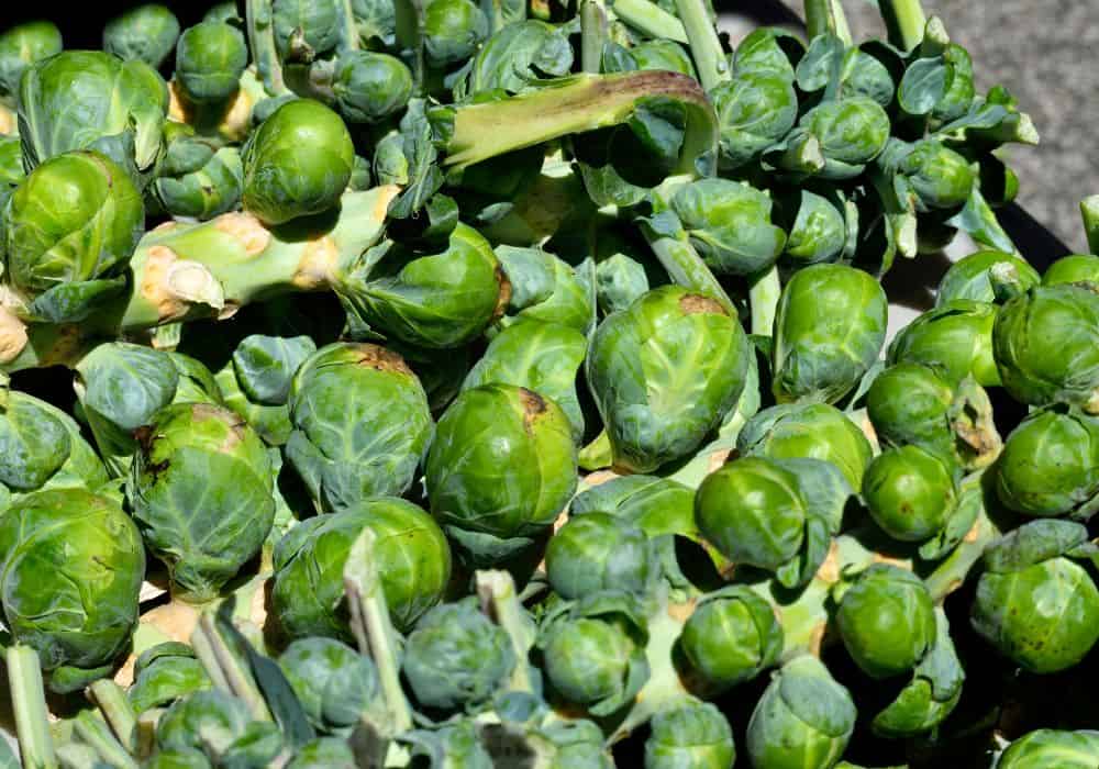 Parts of Brussels Sprouts to Feed Chickens