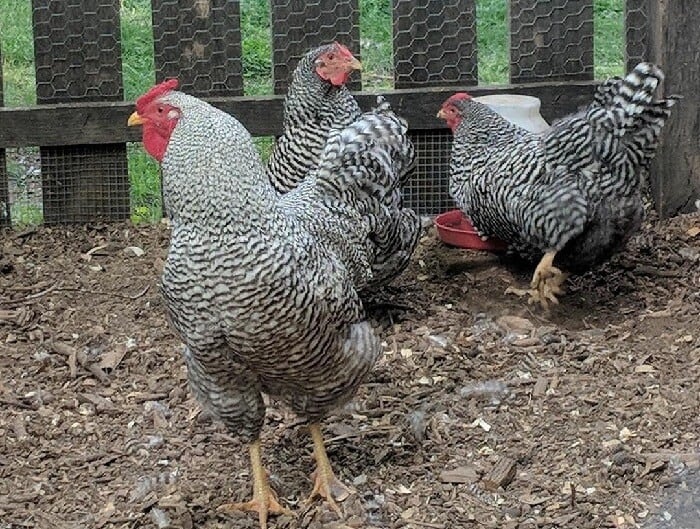 Physical Characteristics of Dominique Chickens