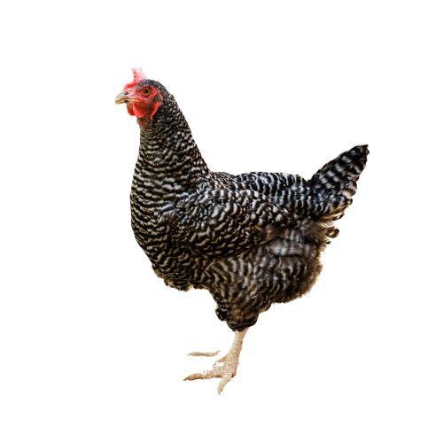 Plymouth-Rock-1 Chicken Breeds