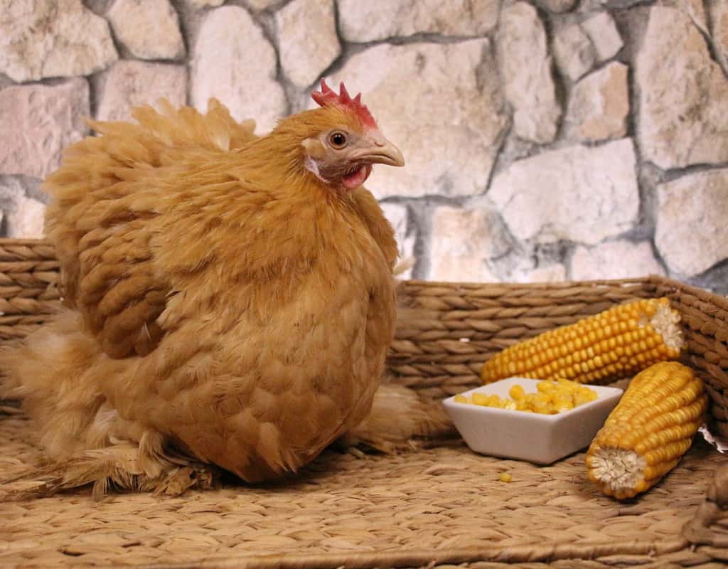 Pro tip – give chickens frozen corn in summer