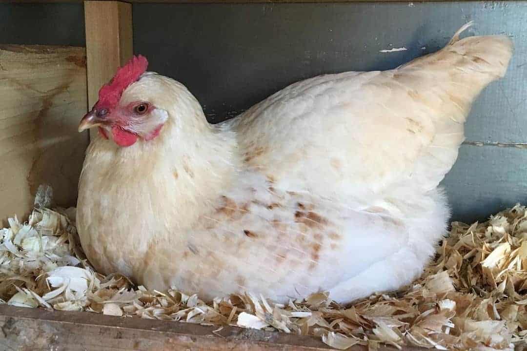 Prolapse Vent in Amberlink Chickens