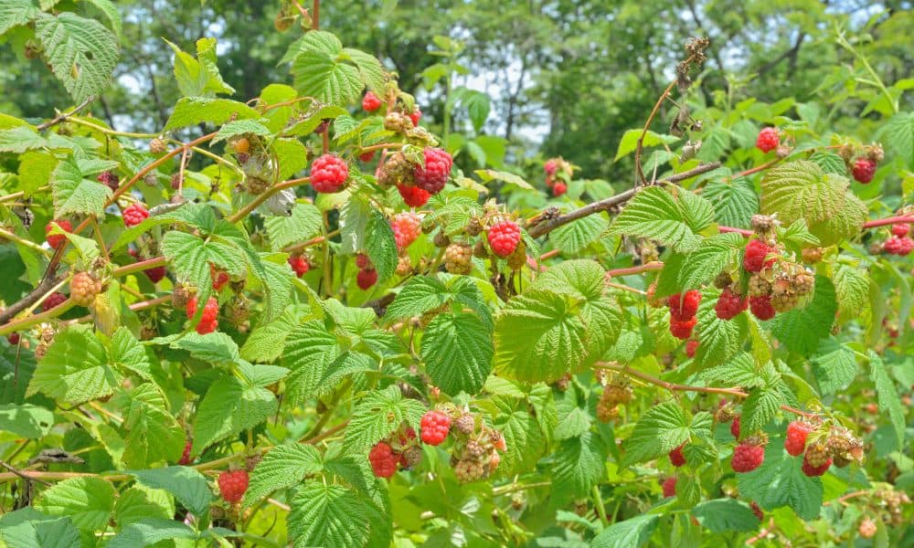 Protect your raspberry bushes