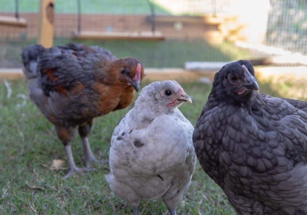 Pullet and Cockerel