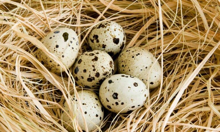 Quail Eggs: Everything You Need to Know