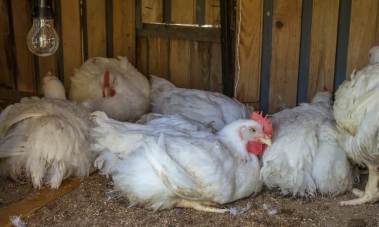 How to Raise Meat Chickens? (Step by Step Guides)