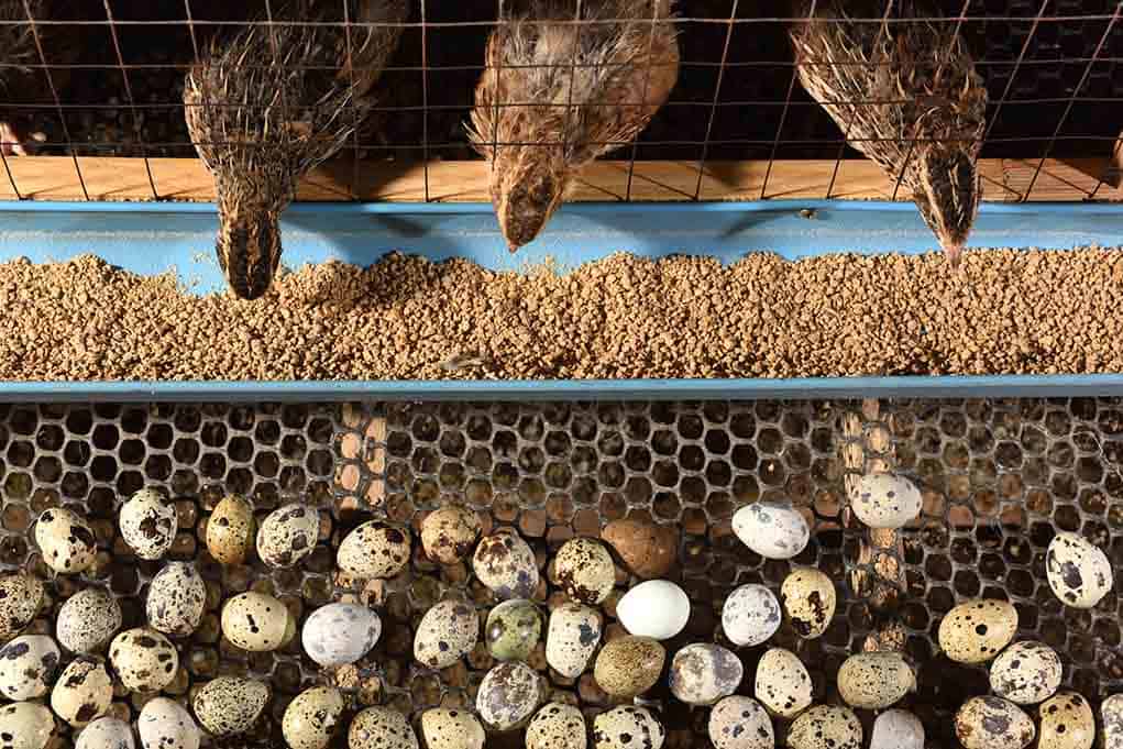 Raising Quails for Eggs and Meat