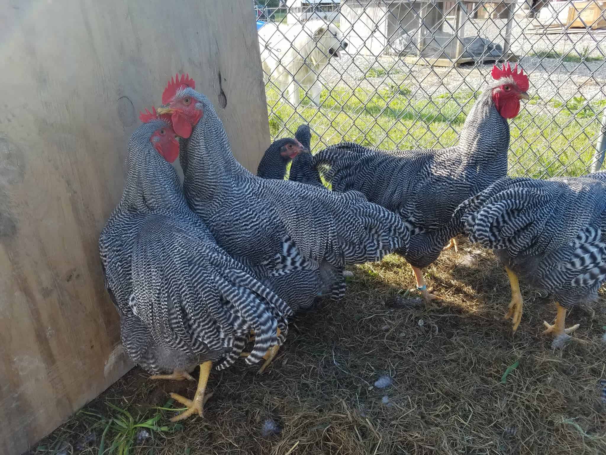 Reasons Not to Keep Barred Rock Chickens