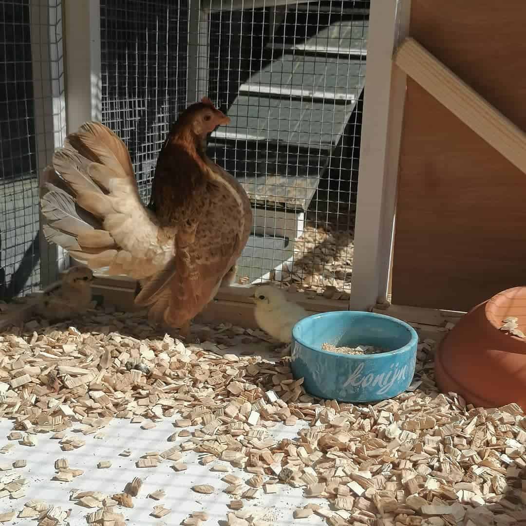 Reasons Why You Should Give Mealworms to Chickens