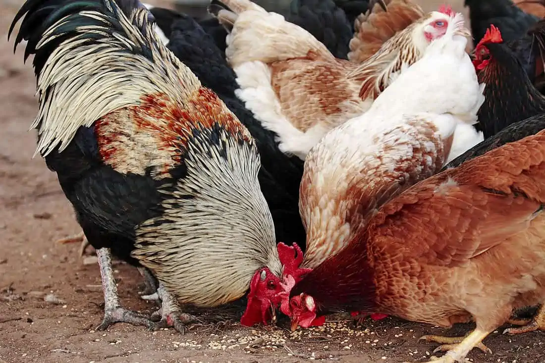 Reasons for Chickens Pecking Each Other