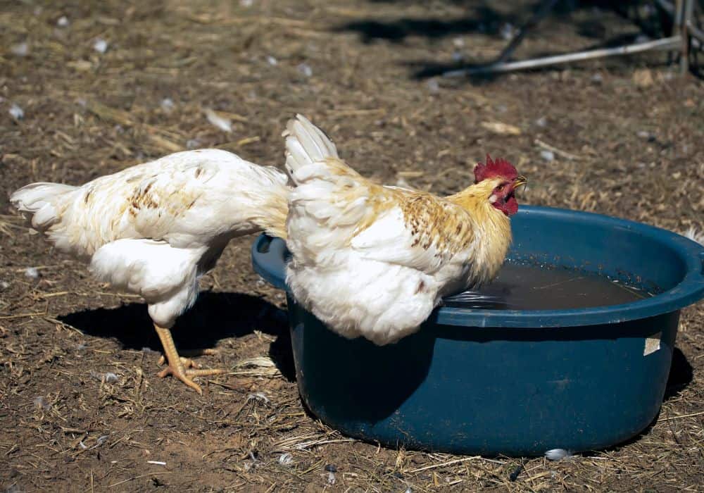 Reasons why your Chickens are not Drinking Water? 