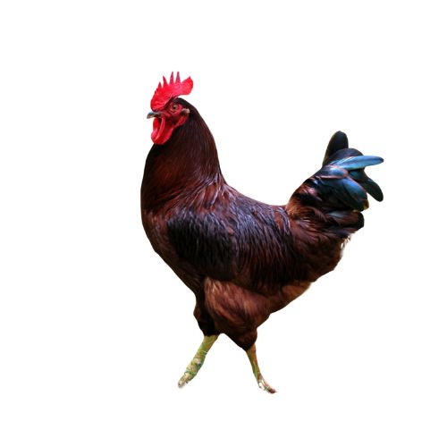 Rhode-Island-Red Chicken Breeds