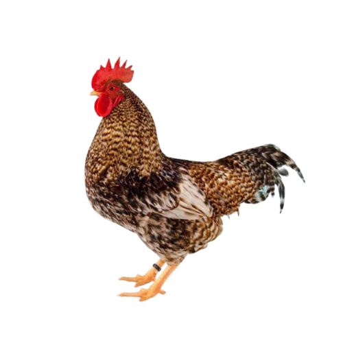 Rhodebar Chicken Breeds