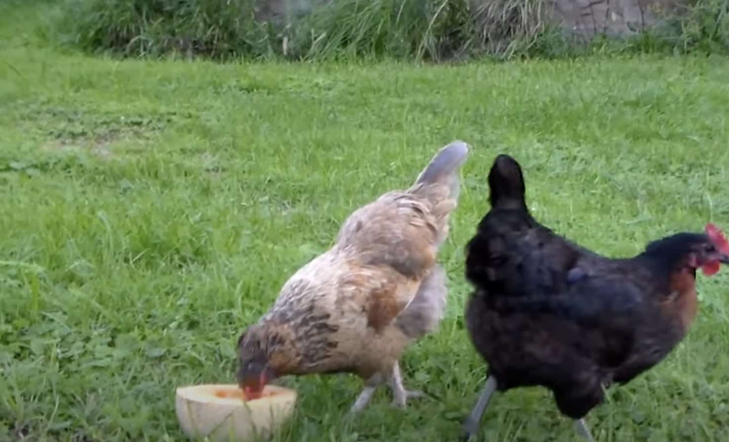 Risks of Feeding Chickens with Cantaloupe