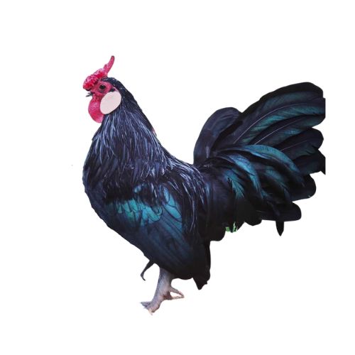 Rosecomb-Bantam Chicken Breeds