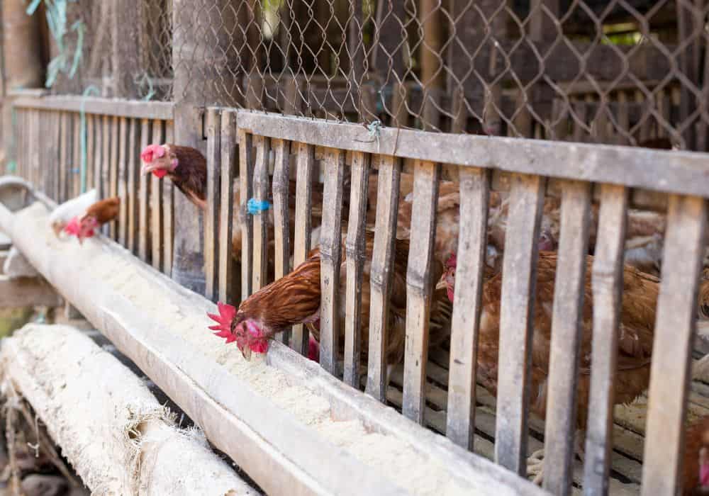 Safer Foods to Feed Your Chickens Instead