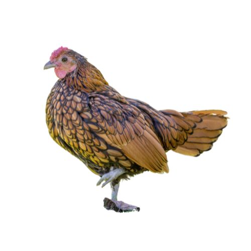 Sebright-Bantam Chicken Breeds