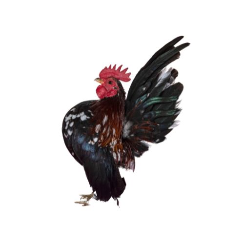 Serama-1 Chicken Breeds