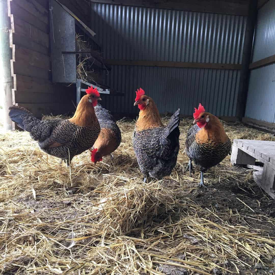 Setting Your Coop For Campine Chickens