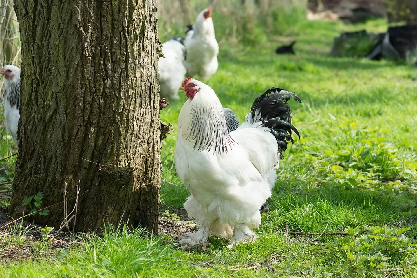 Sex and Mating in Brahma Chickens