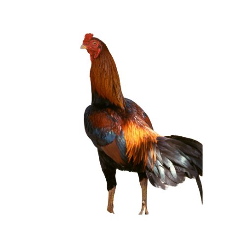 Shamo-1 Chicken Breeds