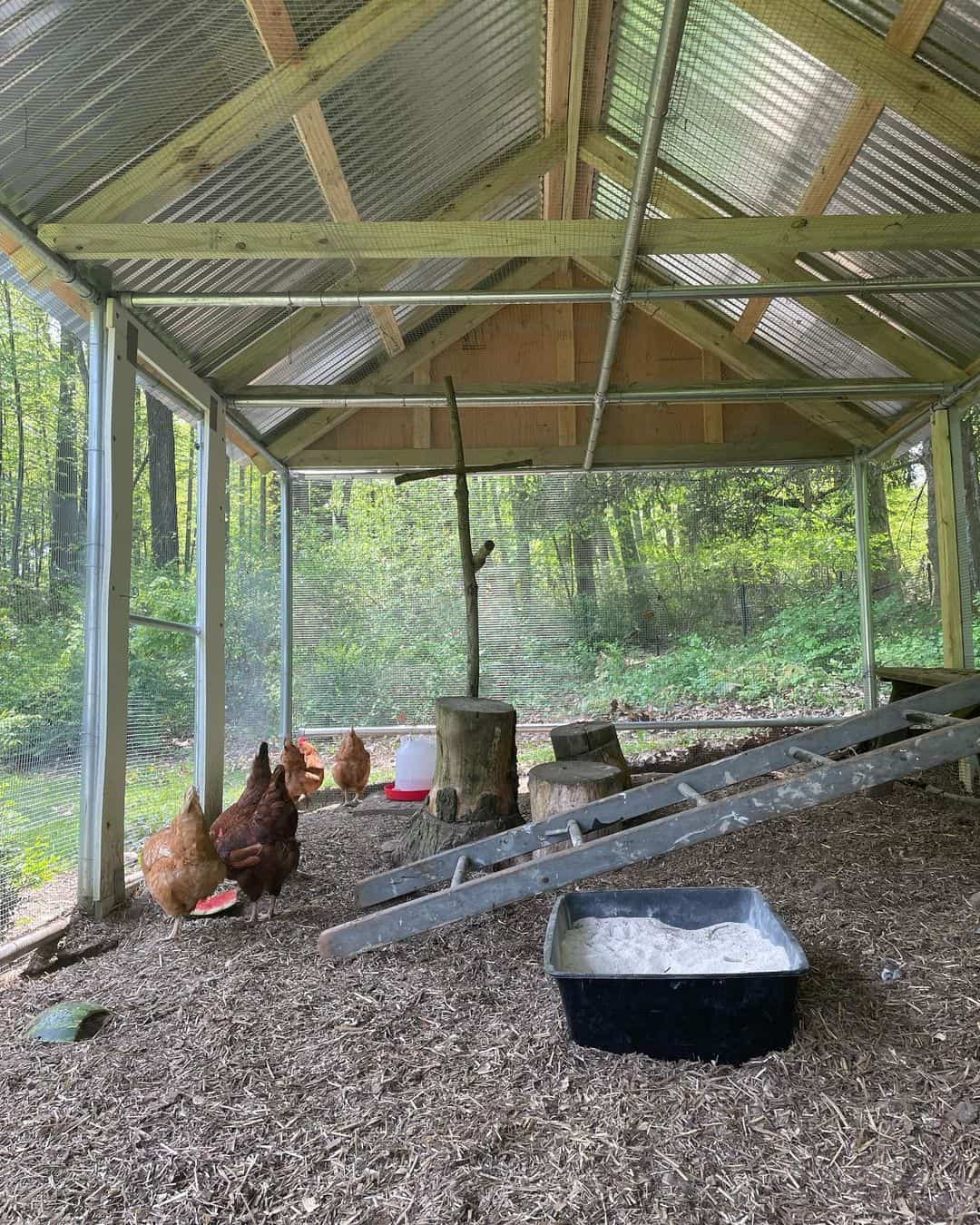 Sheltering Red Star Chickens