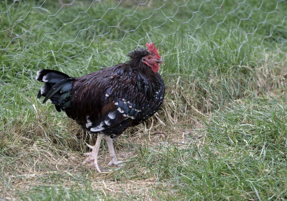 Should you get Speckled Sussex chickens as Showbirds?