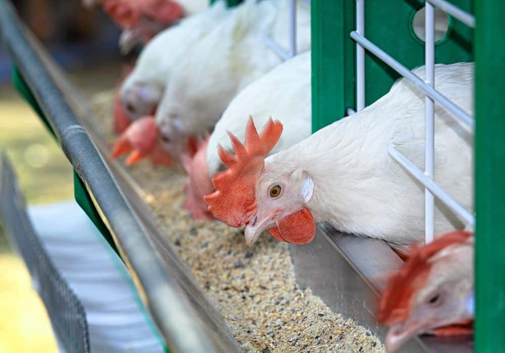 Should you give your chickens antibiotics as a small-scale homesteader?