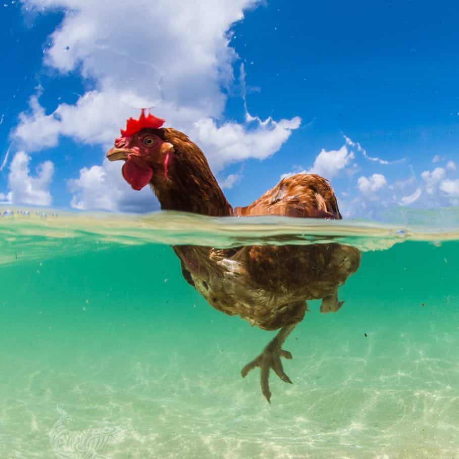 Should you let your chickens swim – Pros and Cons of letting your chickens swim